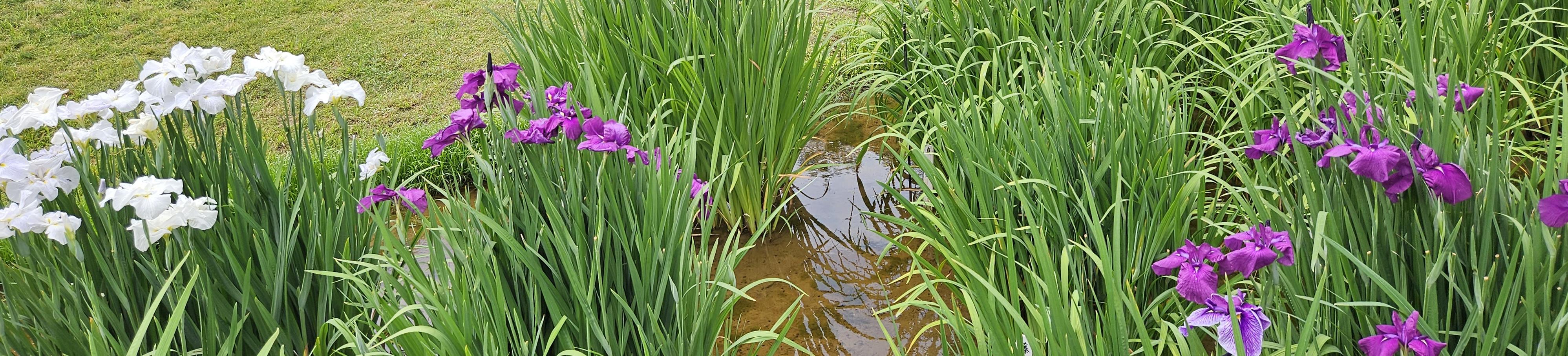 Banner image of greenery featuring white and purple Japanese irises